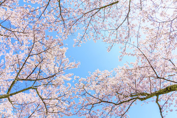 桜