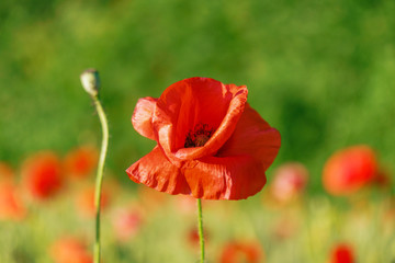 Wild red poppies on the meadow in sunny day. Decorated with light spots.