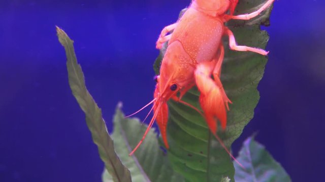 Close up of red crayfish on leaf aquatic plant