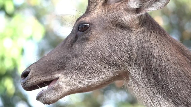 Slow motion clip,Wildlife deer are chewing food in the mouth.