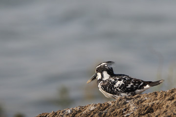 Pied Kingfisher by the Lake 