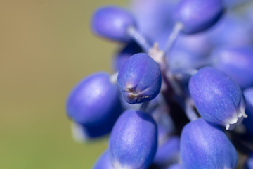 ムスカリ / Muscari