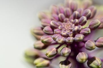 ハボタン / flowering kale