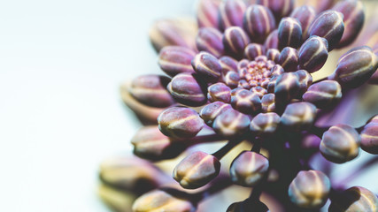 ハボタン / flowering kale