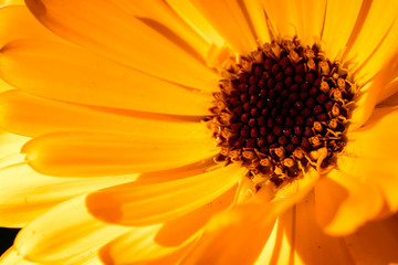 ディモルフォセカ / Dimorphotheca