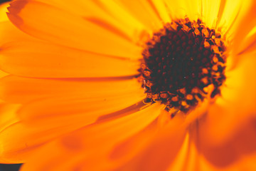 ディモルフォセカ / Dimorphotheca