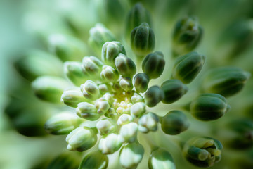 ハボタン / flowering kale