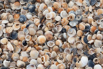 A jumble of pretty, small, coloured shells are washed up on the beach