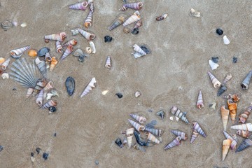 Fan and spire shells are left washed up on the sandy beach as the waves return to the ocean.