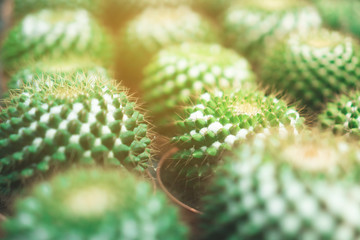 Selective focus many type of cactus in green house.