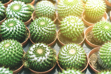 Fototapeta premium Selective focus many type of cactus in green house.