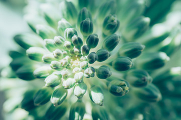 ハボタン / flowering kale