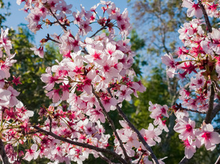 Super cherry blossom at Peter F. Schabarum Regional Park, Hacienda Heights