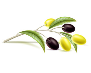 Obraz na płótnie Canvas Vector realistic olive branch with leaves, berry