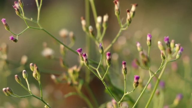 Little ironweed, Ash-coloured fleabane 