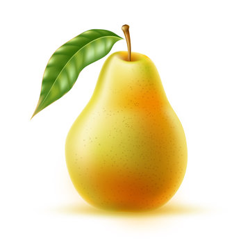 Vector realistic fresh pear with leaf green fruit