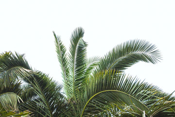 palm leaves summer natural background copy space