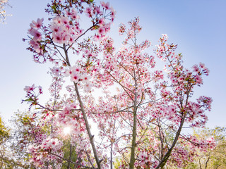 Super cherry blossom at Peter F. Schabarum Regional Park, Hacienda Heights