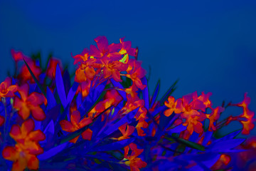 Fototapeta na wymiar tropical flowers in neon light abstract tropical summer background