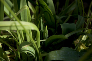 Tulip flower will soon bloom in spring garden