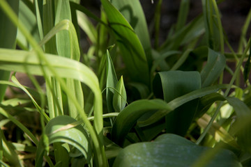 Tulip flower will soon bloom in spring garden