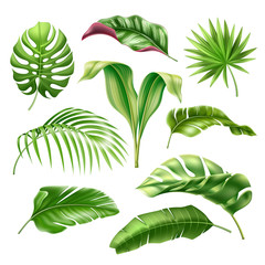 Tropical leaves realistic collection. Vector exotic palm, fern, monstera leaf for summer holiday, hawaiian party design. Green natural decoration, monstera plant vintage element. Jungle leaves set