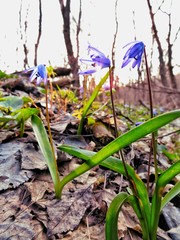 Spills at sunset.The primroses spring in the woods