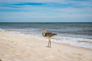 A Great Blue Heron in Perdido Key State Park, Florida