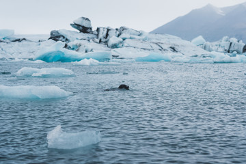 Seal swimming in glacier water covered in icein Nordic landscape in Iceland