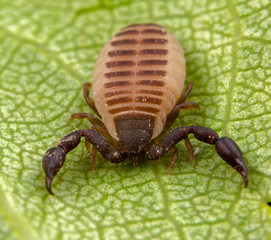 Baby pseudo scorpion posing on a green leave