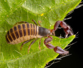 Baby pseudo scorpion posing on a green leave