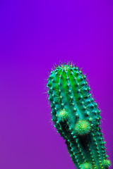 Art Gallery Fashion Design. Minimal Stillife. Trendy Bright Colorful. Concept on Pink Neon background