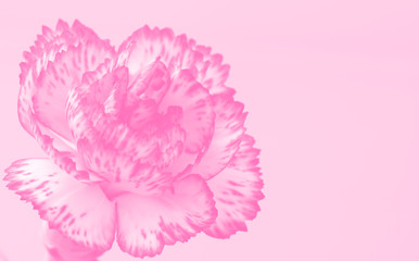 Pink monochrome flower with copy space