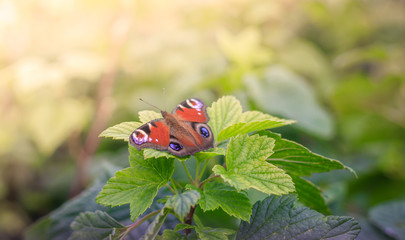 Brown butterfly on a green leaf. Beautiful butterfly.