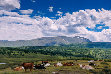 Cows on grass on a background of mountains and the beautiful sky. Cows grazing on mountain meadow high. Summer landscape with cows grazing on fresh green mountain pastures, Altai.