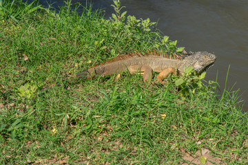 Iguana
