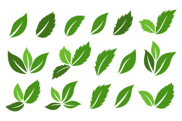 Green leaves icons collection. Vector isolared decoration elements.
