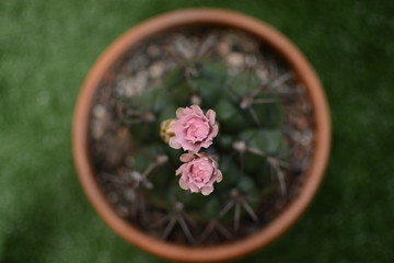 Photos from cactus flowers in the summer.