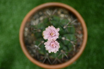 Photos from cactus flowers in the summer.