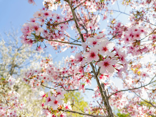 Super cherry blossom at Peter F. Schabarum Regional Park, Hacienda Heights