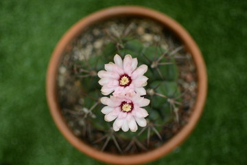 Photos from cactus flowers in the summer.
