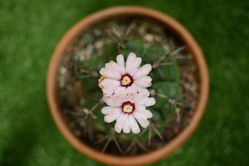 Photos from cactus flowers in the summer.