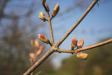 Frühlingsblüten