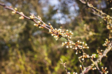 Frühlingsblüten