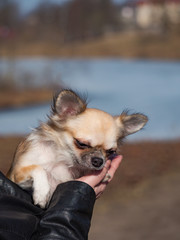 Small Chihuahua dog in the hand of the owner.