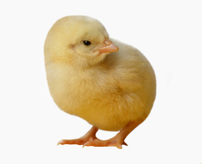 YELLOW CHICK ON THE ISOLATE