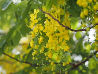 Golden Shower Tree yellow flower  nature background