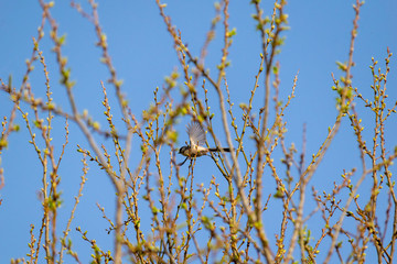 柳の新芽の枝を飛ぶエナガ　麻機遊水地