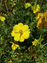 Yellow star flower Bloom in the park in Thailand15