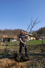 Naklejka premium Farmer planting walnut tree
